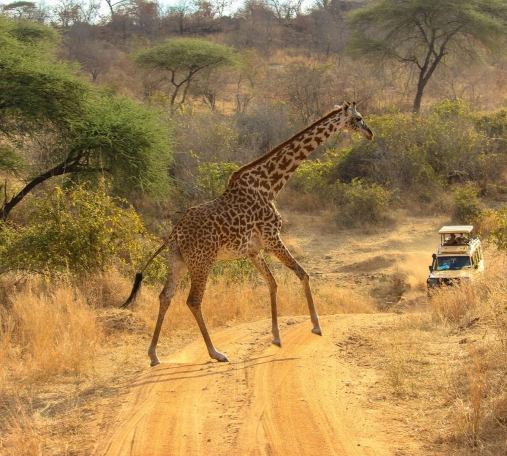 Safari Tours