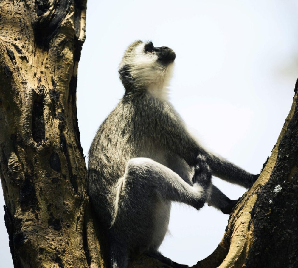 colobus conservation
