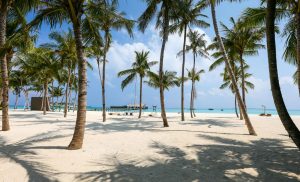 coconut beach