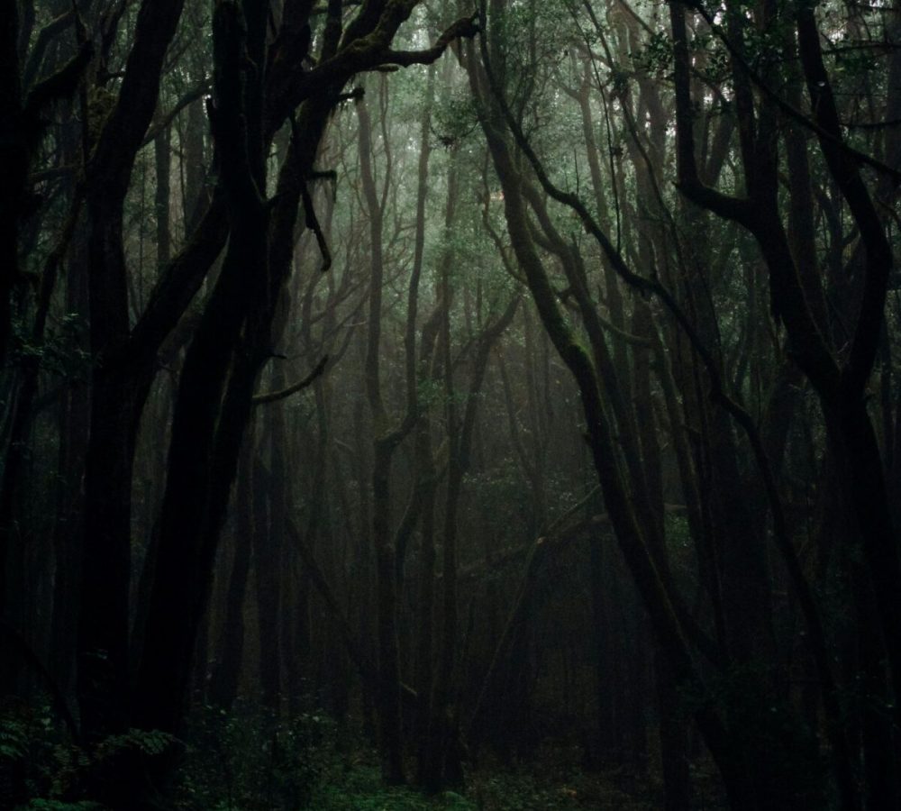 Kaya kinondo forest